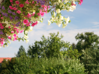 Blick in den Garten